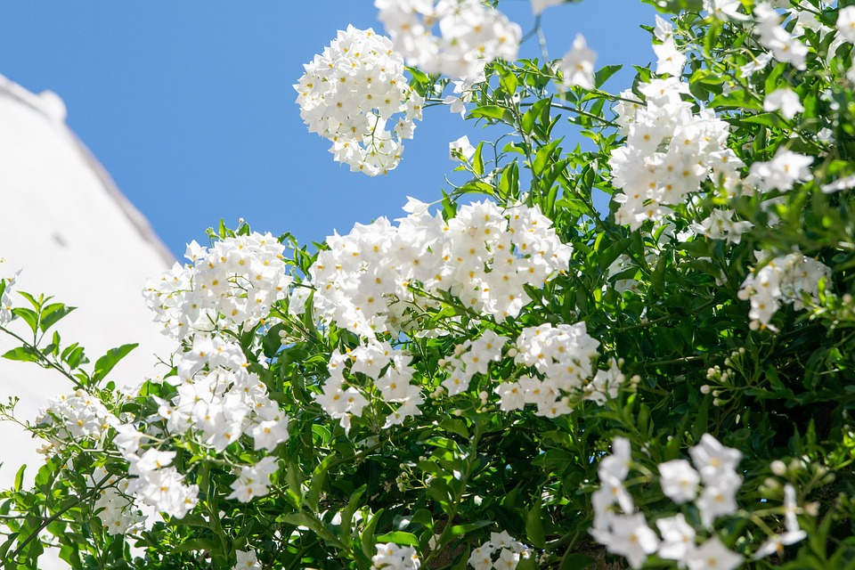 花 白い スペイン Pixabayの無料写真