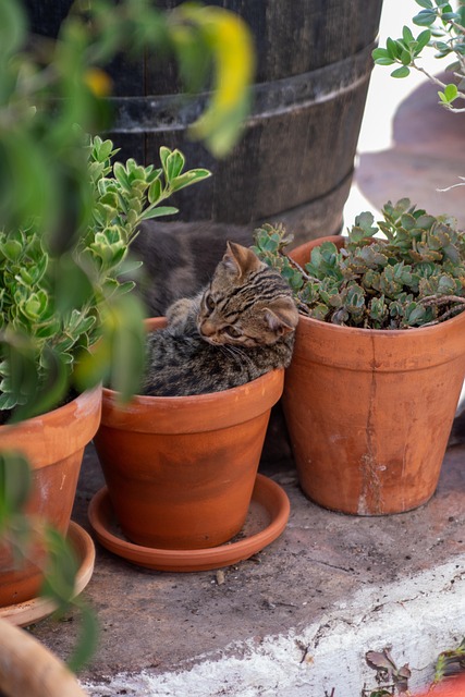 Free Cat Nature photo and picture
