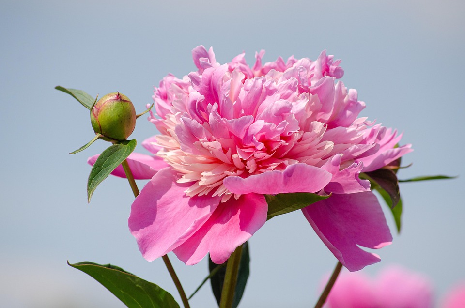 peony-4773999_960_720.jpg