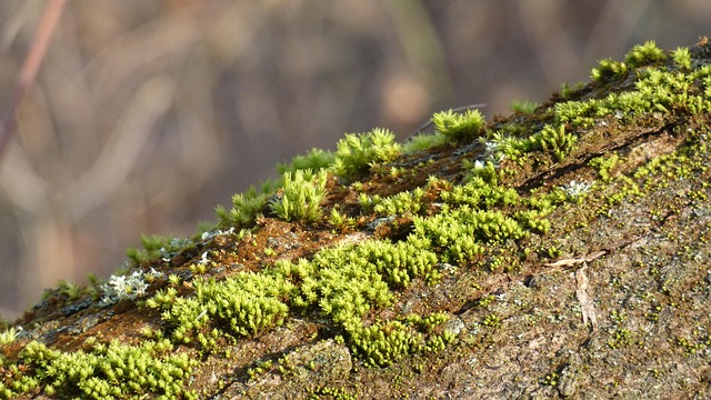 Free Moss Grass photo and picture