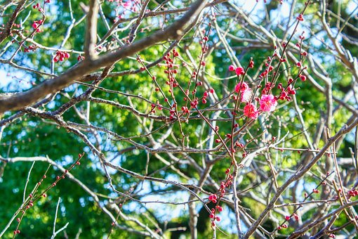 Wood, Plum, Flowers, Nature, Plants