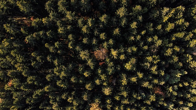 Free Black Forest Nature photo and picture