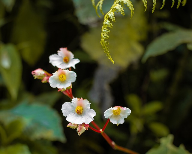 Free Earth Hour Flower photo and picture