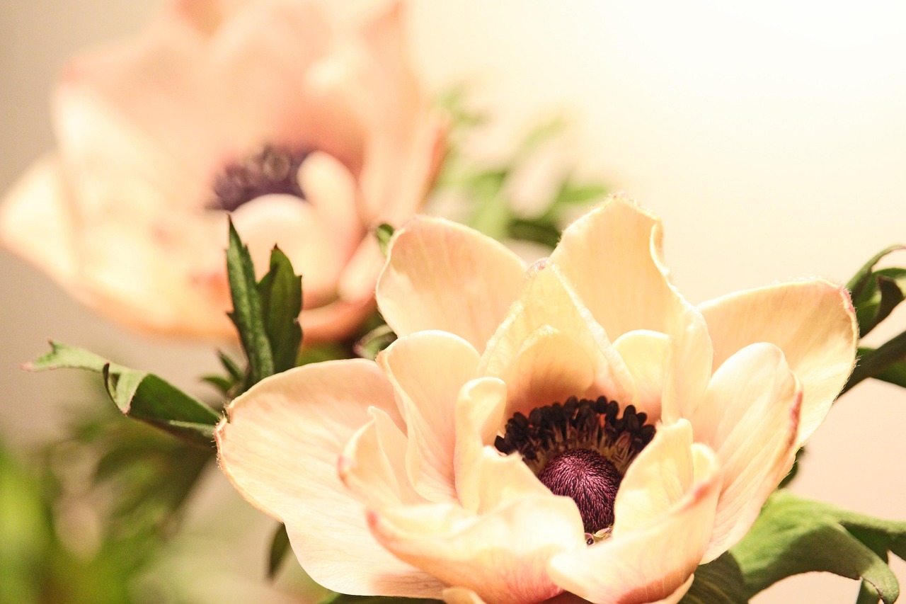 Annemone - free online jigsaw puzzle photo