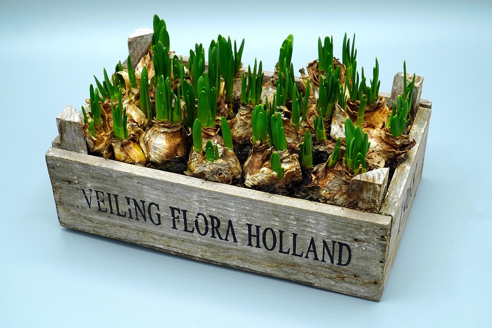 Tulips, Onions, Spring, Flower, Garden, Nature, Plant