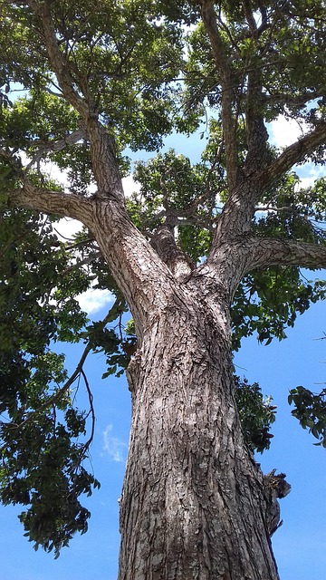 Free Tree Looking Up photo and picture