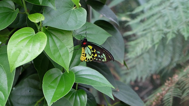 Free Butterfly Nature photo and picture