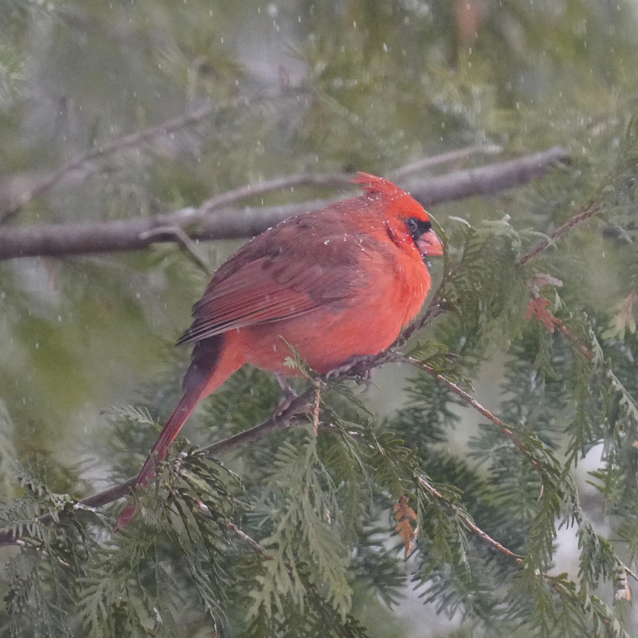 90 Free Winter Cardinals Cardinal Images Pixabay Cardinal 4776792 1280
