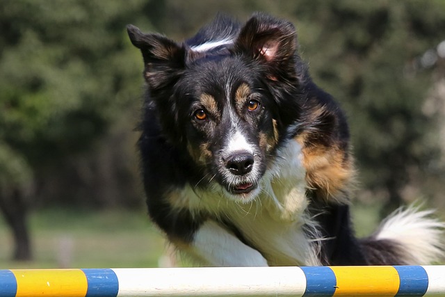 Free Dog Animal photo and picture