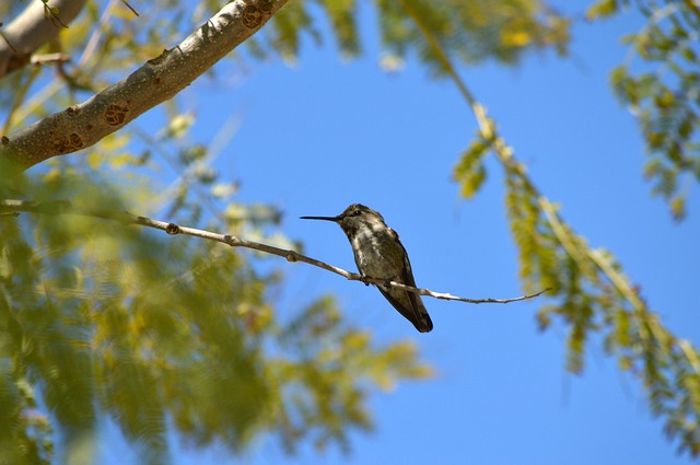 Free Hummingbird Bird photo and picture
