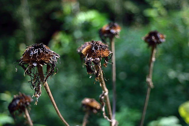Free The Crown Thorns photo and picture