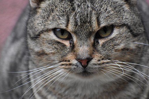 Free Cat Face photo and picture