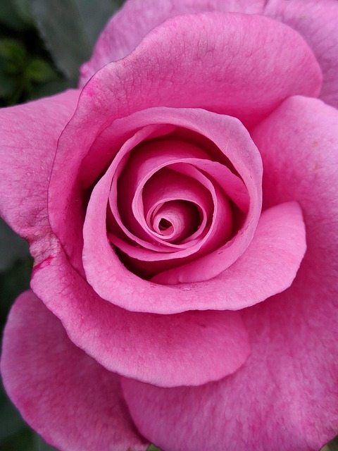 Free Rose Pink photo and picture