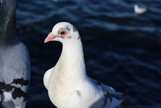 Free Pigeons Water photo and picture