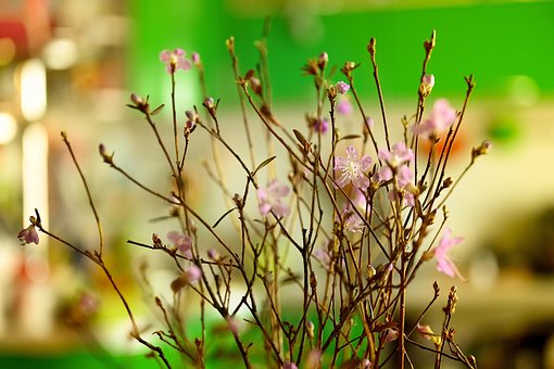 Zweig, Schöne Blumen, Natur, Blumen
