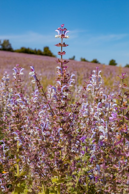 Mark, Blomstereng, Lavendel, Eng, Sommer