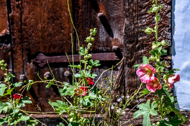 Stokroshandel, Blomst, Plante, Blomstre