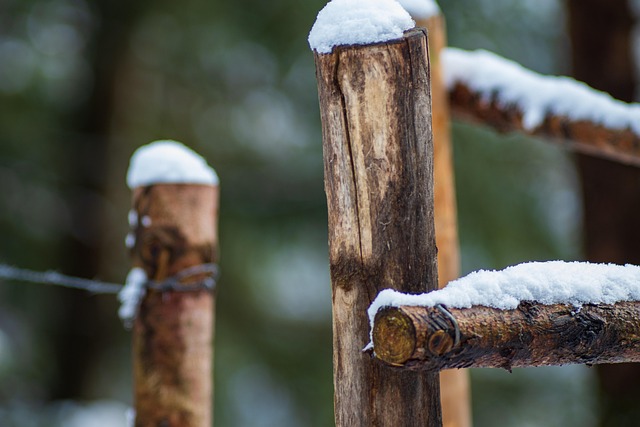 Free Fence Forest photo and picture