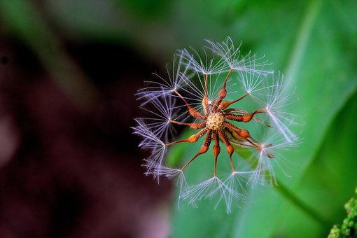 Free Dandelion Flower Background photo and picture