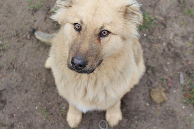 Free Dog Animals photo and picture