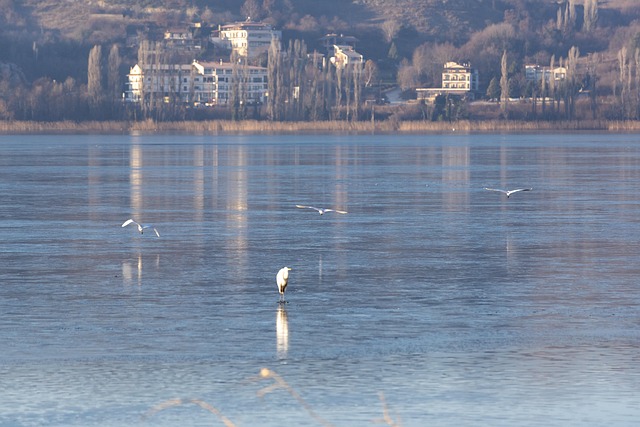Is, Frosset, Fugle, Vinter, Kold, Frost