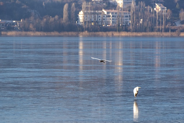 Is, Frosset, Fugle, Vinter, Kold, Frost