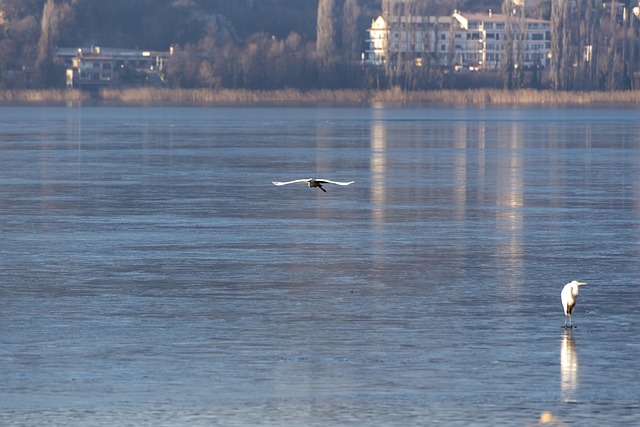 Is, Frosset, Fugle, Vinter, Kold, Frost