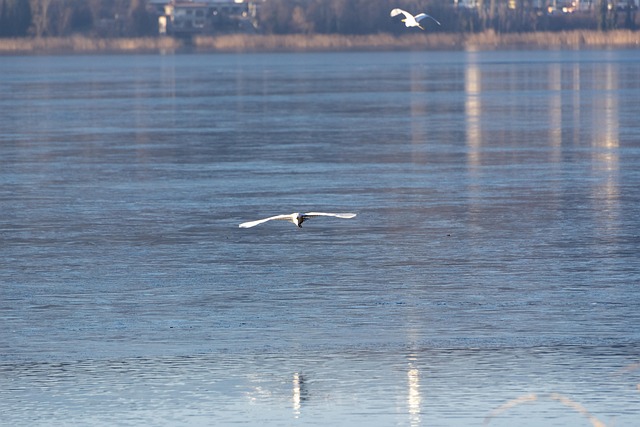 Is, Frosset, Fugle, Vinter, Kold, Frost