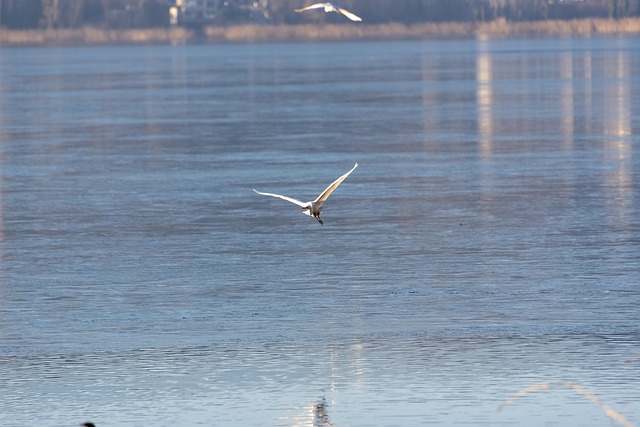Is, Frosset, Fugle, Vinter, Kold, Frost