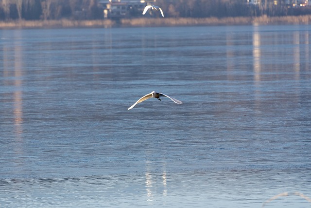 Is, Frosset, Fugle, Vinter, Kold, Frost