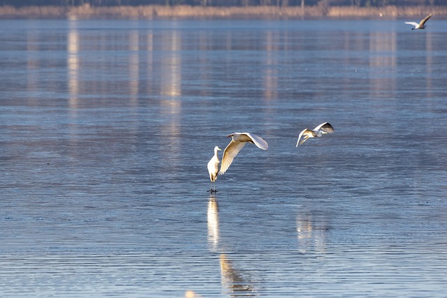 Is, Frosset, Fugle, Vinter, Kold, Frost