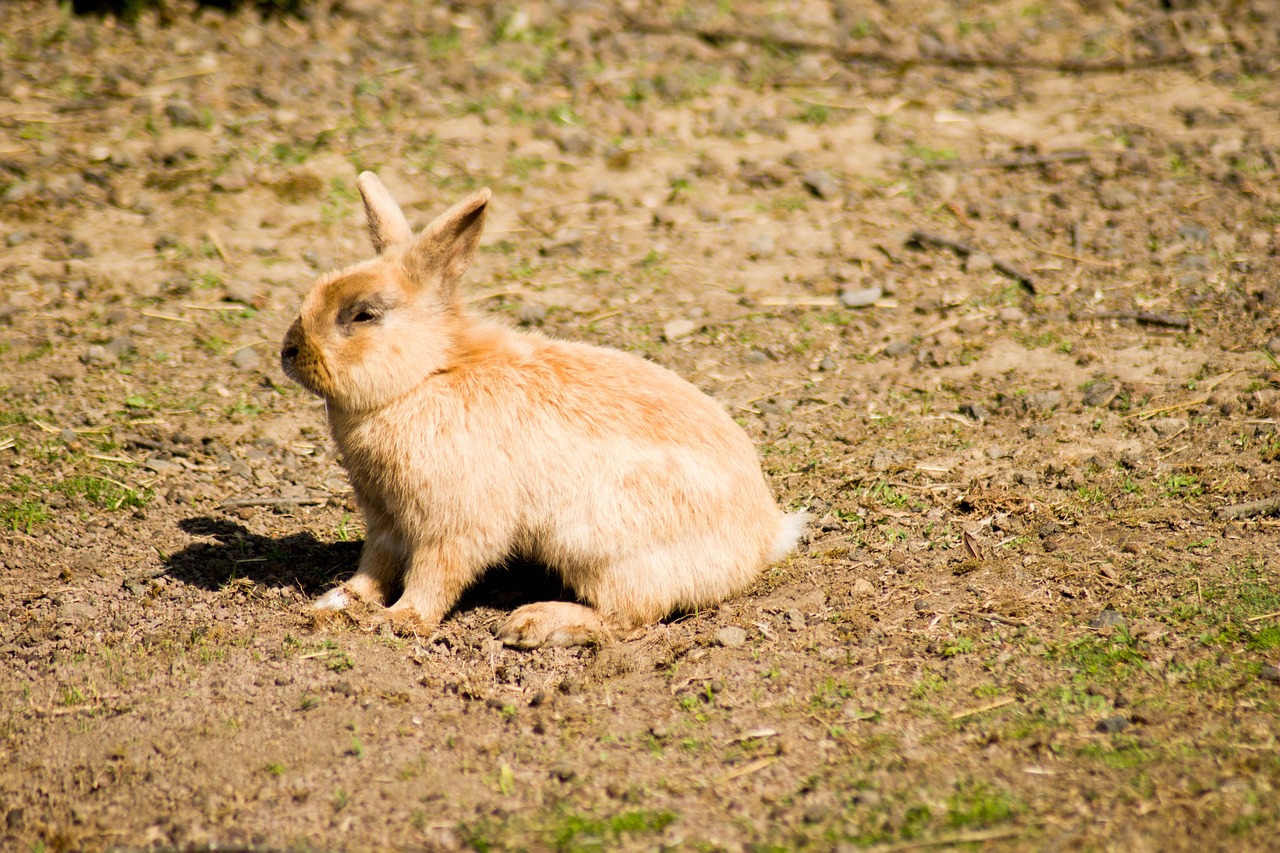 Rabbit Habitat Curious Brown Free photo on Pixabay Pixabay