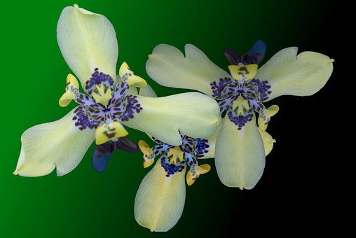 Free Beautiful Flowers Yellow With Blue photo and picture