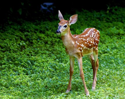 Free Fawn Deer photo and picture