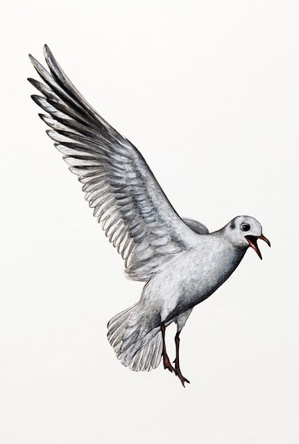 Free one flying gull illustration
