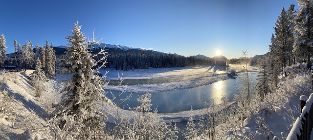 Free Nature Forest photo and picture
