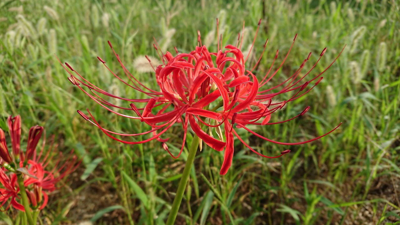 Amaryllis Red Flowers Lycoris Free Photo On Pixabay