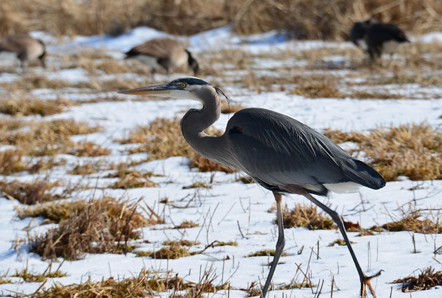 Reiher, Vogel, Wild, Natur, Draußen