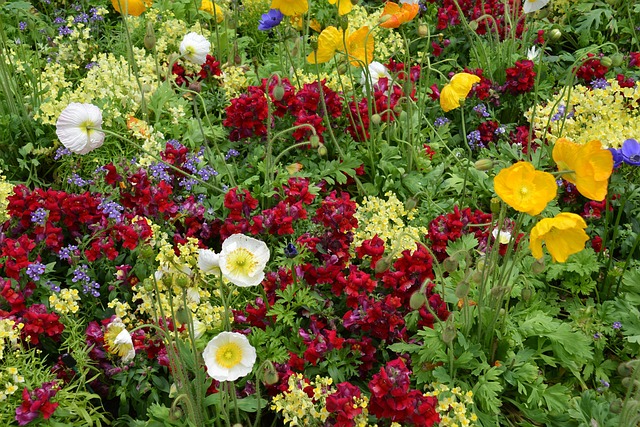 Blumen, Farbenfrohe Blumen, Feder, Natur