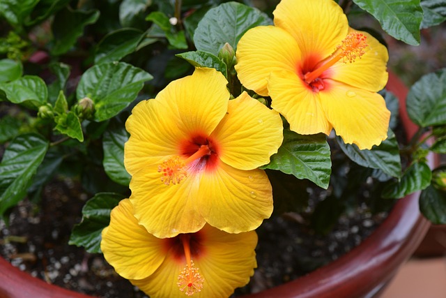 Hibiskus, Schöne Blumen, Blumen