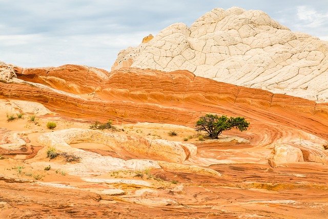 Blanco De Bolsillo, Remolino, Arizona