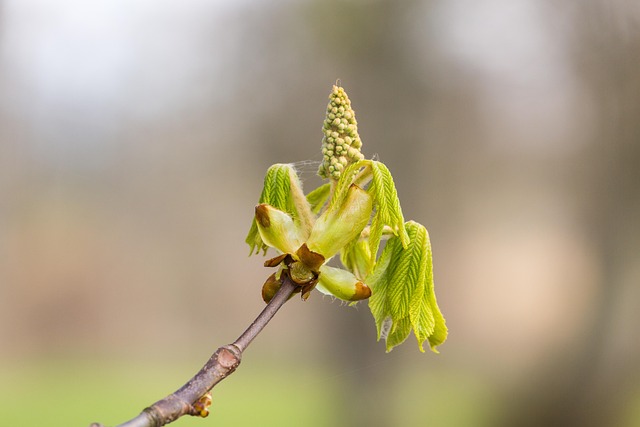 Florecer, Castaña, Primavera, Naturaleza
