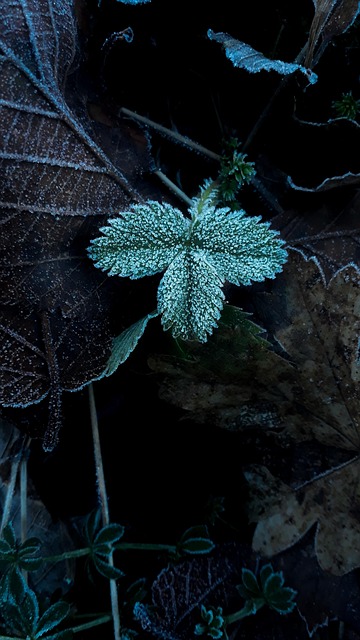 Free Flower Dew photo and picture
