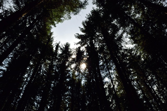 Free Chain Trees photo and picture