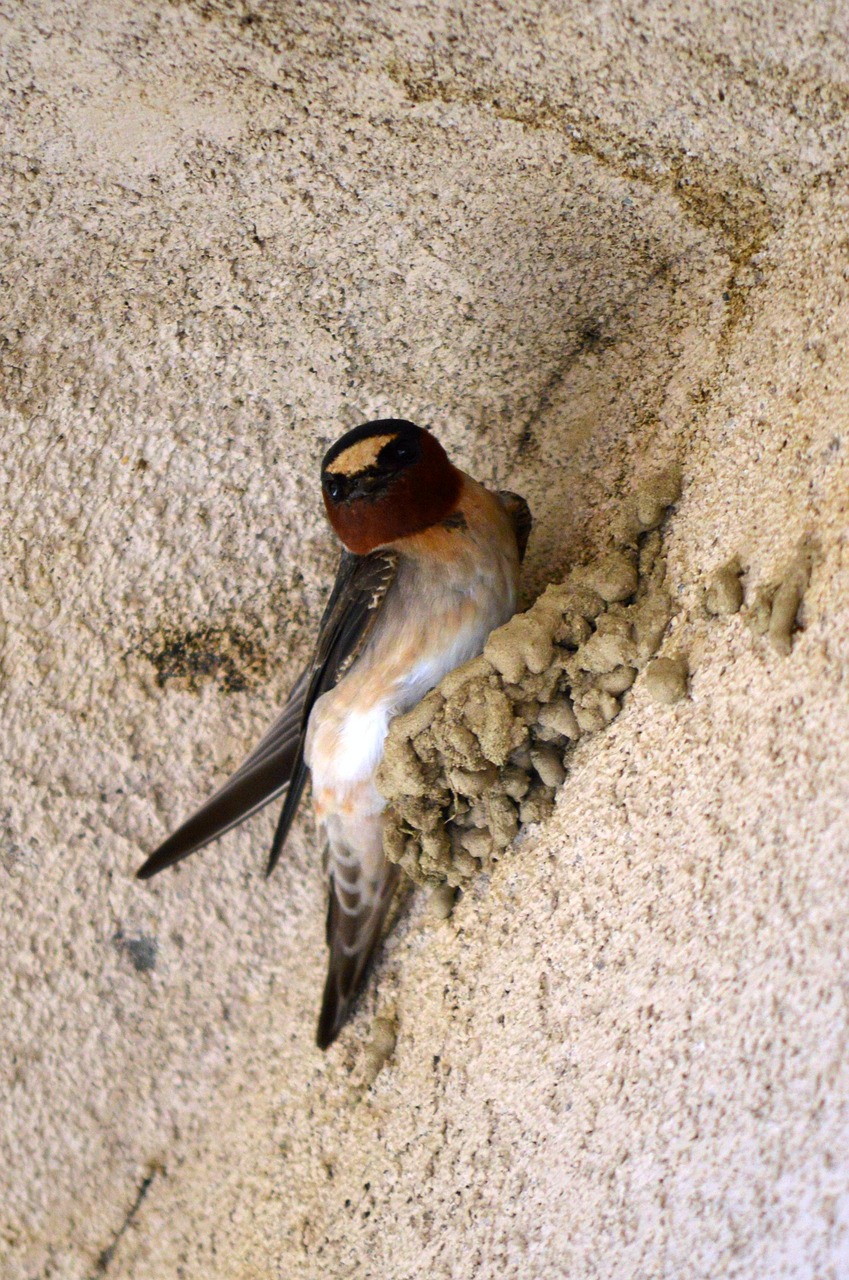 Swaallow Swallow Cliff Bird - Free photo on Pixabay - Pixabay