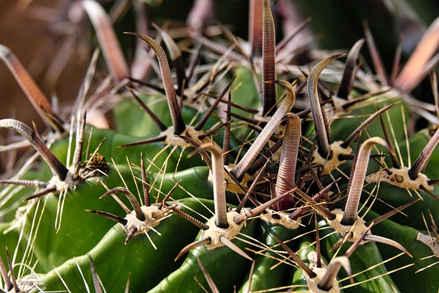 Cactus, Ferocactus, Planten, Grote