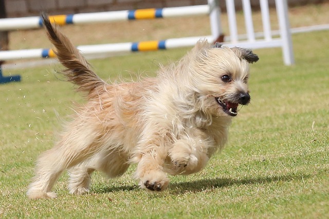 Free Dog Competition photo and picture