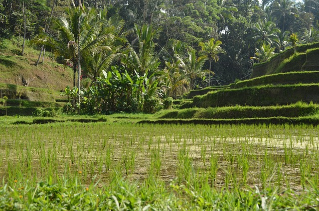 indonesia, bali, ubud, paddy, rice, plants, green, water, vacations, tropical, nature, travel, to travel, summer, asia, landscape, tourism, palm trees, terraces, jungle, ubud, ubud, ubud, ubud, ubud