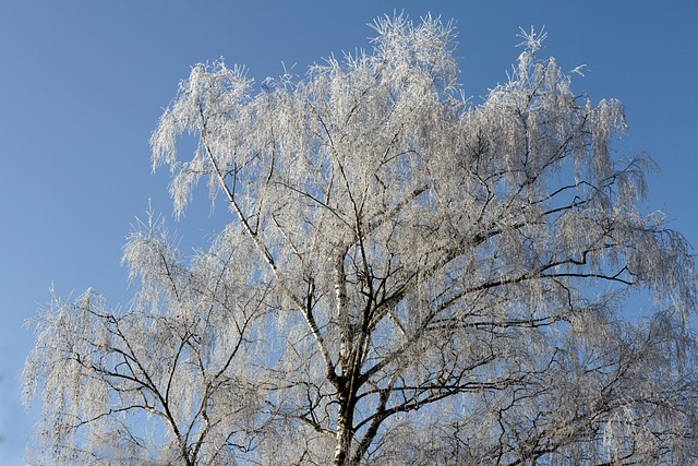 Escarcha, Árbol, Invierno, Paisaje, Frío