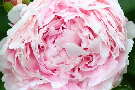 Free Pink Peony photo and picture